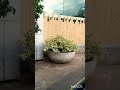 Variegated Bougainvillea in a Big Pot 🌿✨ A Whole New Vibe!#landscaping #trends
