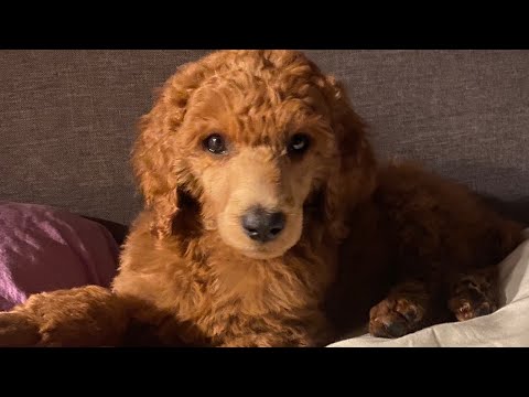 raven rock standard poodles