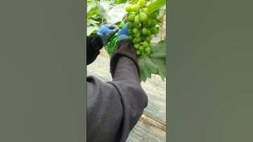 Thao tác bọc nho (bản gốc)