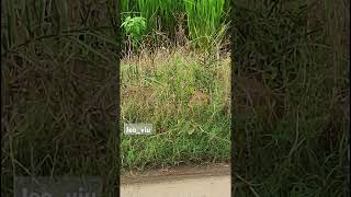 A chameleon caught on camera while changing it's colour 😧
