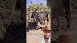 Boi guzera #shortsclip #mineiro  #roça  #shorts # muladeiro #muladeiro #vaqueiro ￼