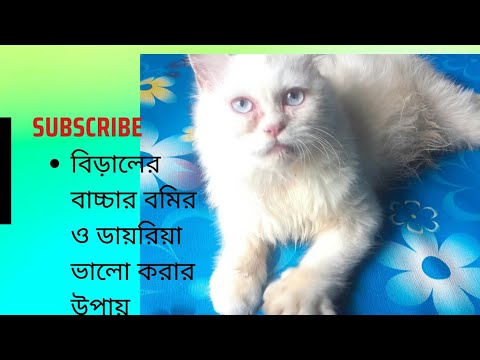 বাচ্চা বিড়ালের বমি ও ডায়রিয়া ভালো করার টিপস |