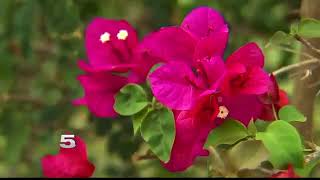 Pollen Affecting Allergy Sufferers in the Valley