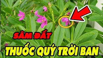 CÂY SÂM ĐẤT Loại Cây Dân Dã, TỐT HƠN SÂM HÀN QUỐC, Tăng Cường Tuổi Thọ, CỰC TỐT CHO SỨC KHỎE