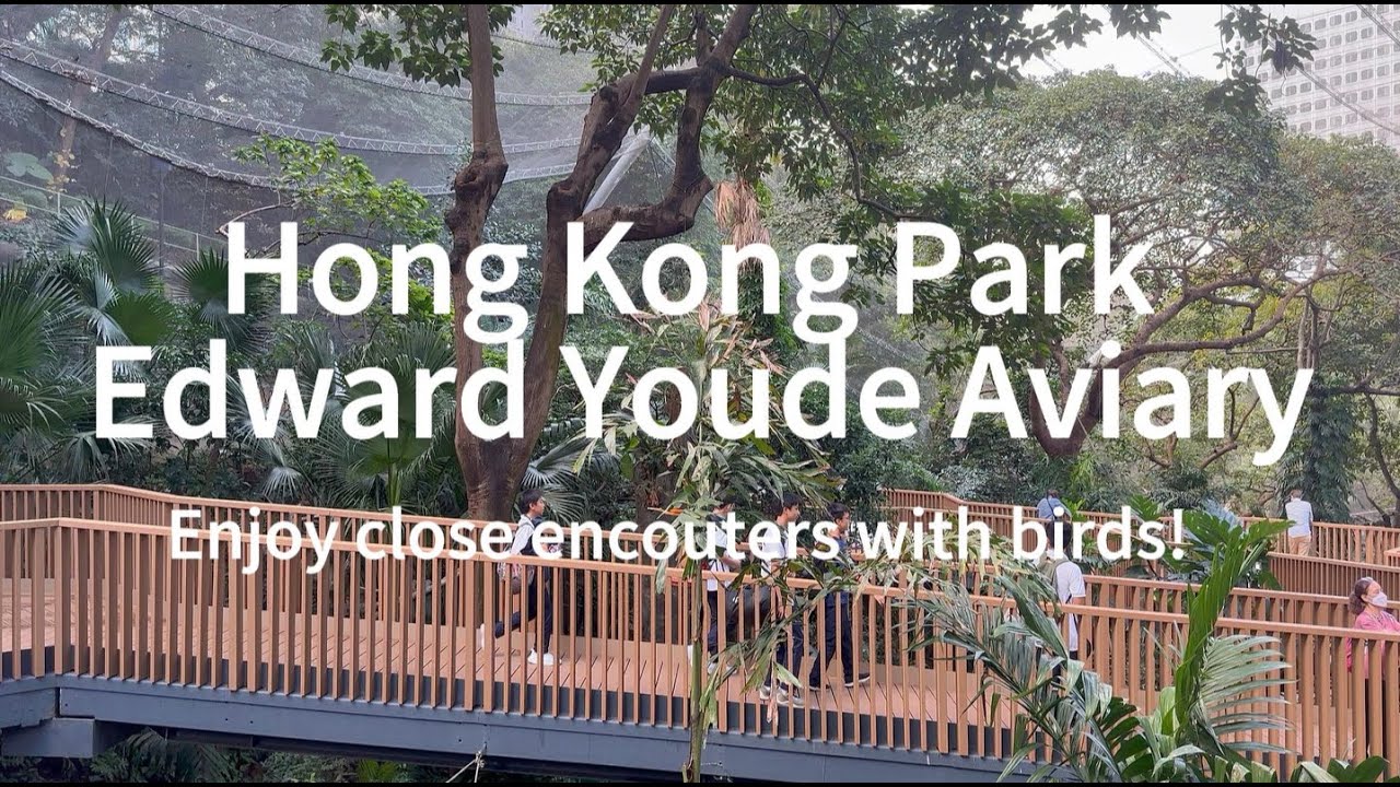 [4k, 60fps] Edward Youde Aviary in Hong Kong Park: close encounter with birds 香港公园尤德观鸟园