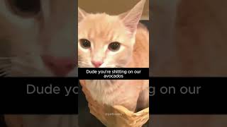 Funny Cat Videos #cat #pet #funnycats #funnypets #shorts