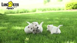 Adorable West Highland White Terrier Puppies