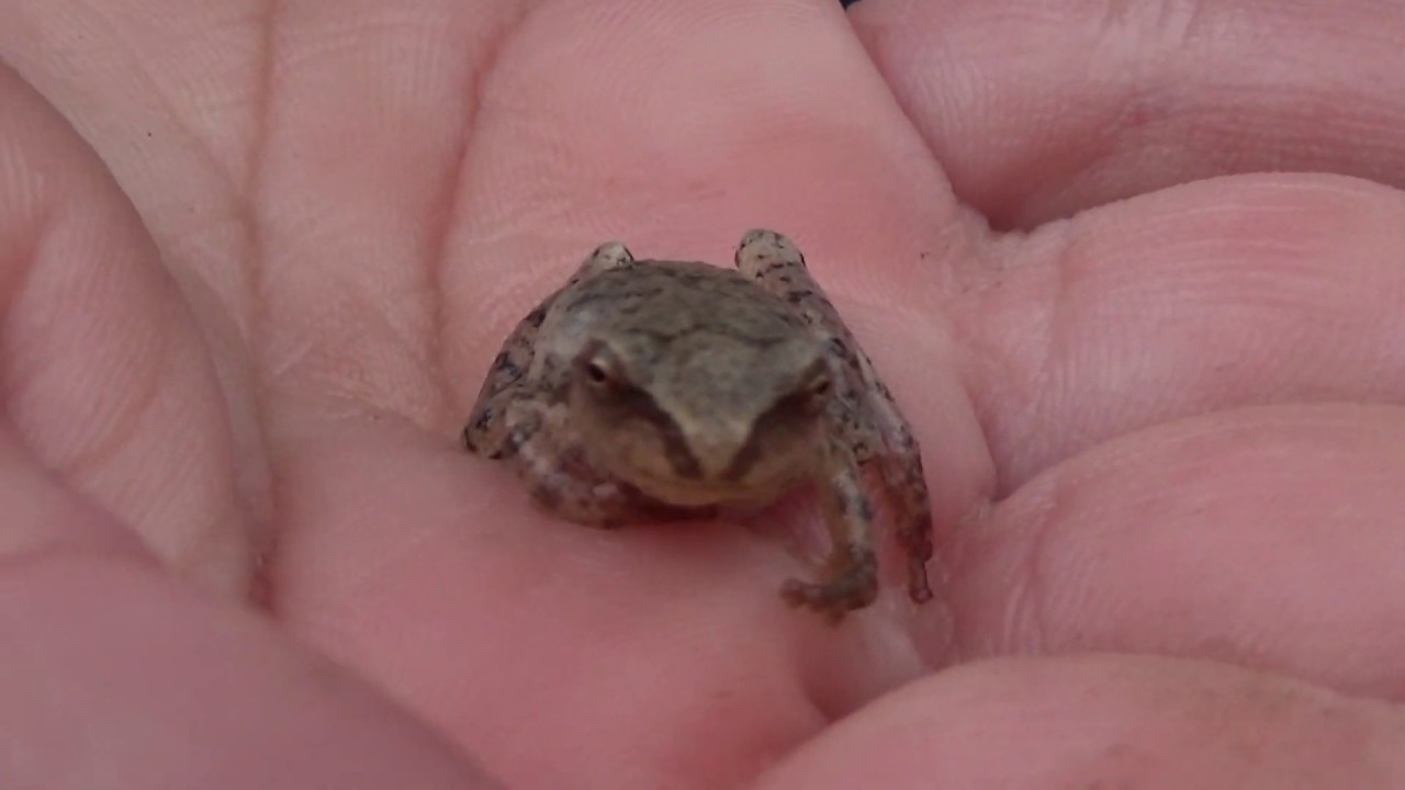 Newborn Frog YouTube