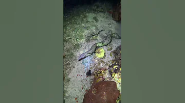 Octopus Embarrasses Eel With A Perfect Fake 
