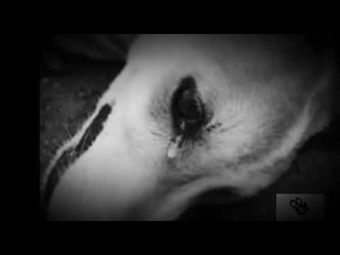 Bibi-Dansez cu inima ta (oficial audio)