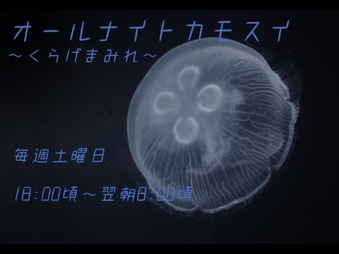 くらげうみ。さま ウラシマクラゲ科の新属新種 オトヒメクラゲ（乙姫水母） | えの