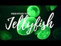 ▼ Jellyfish ▼ Stock video / FREE TO USE