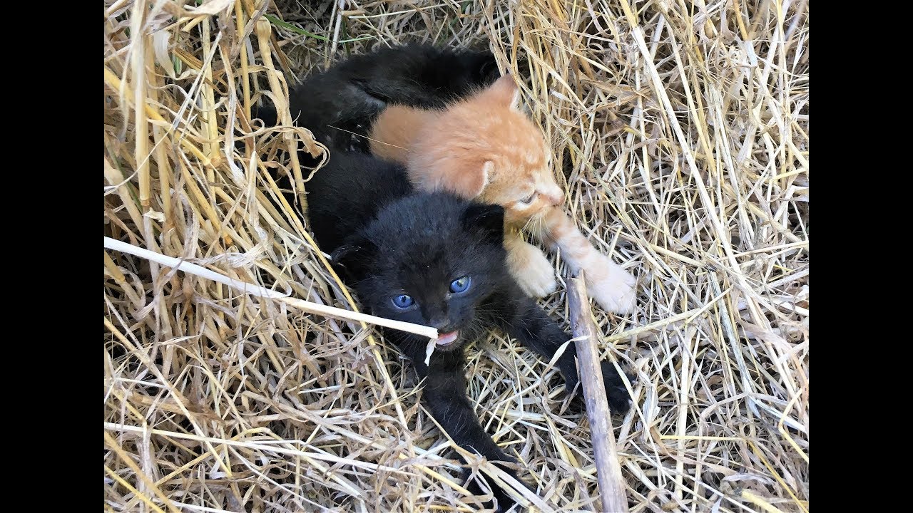 Two Women Were Out Scouting Trails When They Suddenly Heard Desperate Cries From The Bushes Two Women Were Out Scouting Trails When They Suddenly Heard Desperate Cries From The Bushes