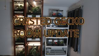 CRESTED GECKO ROOM TOUR!!! (BREEDING UPDATE)