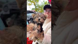 Собачий ринок Одеса Одесса котики цуценя #животные #милота #dog #dogs #счастье #собака #суперсобака