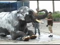 Bathtime for Bo