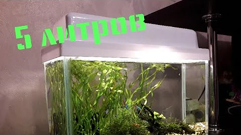 Аквариум 5 литров-это просто!