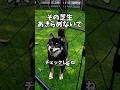 芝生が復活する【更新作業】