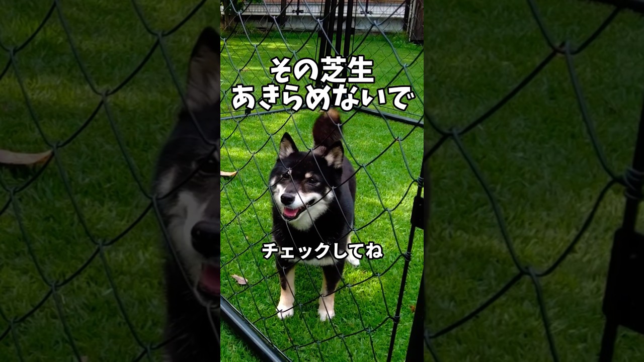芝生が復活する【更新作業】