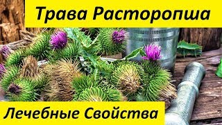 Трава Расторопша. Лечебные Свойства и Применение Травы Расторопша Трава Расторопша. Лечебные Свойства и Применение Травы Расторопша