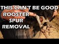 Watch How We Remove Rooster Spurs!