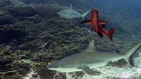 Coral Reefs:  Ecosystems in Decline - Perspectives on Ocean Science