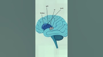 Your Nose is a Time Machine! 👃⏳   #science #facts #geography #nose #fun #time #machine