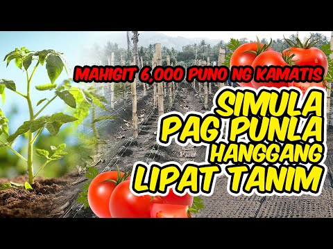 Video: Ang pagtatanim ng mga kamatis para sa mga punla sa 2020 ayon sa kalendaryong lunar