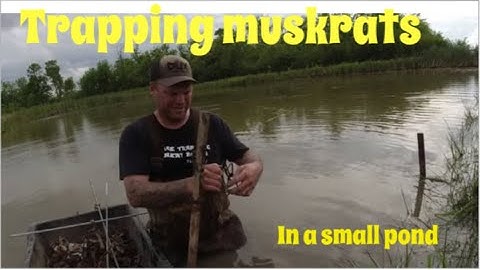 Muskrat trapping in a small pond {part 1}(setting traps) (finding sign)