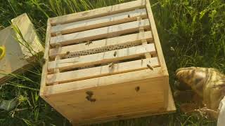 Checking Mini Nucs and final Queen Graft