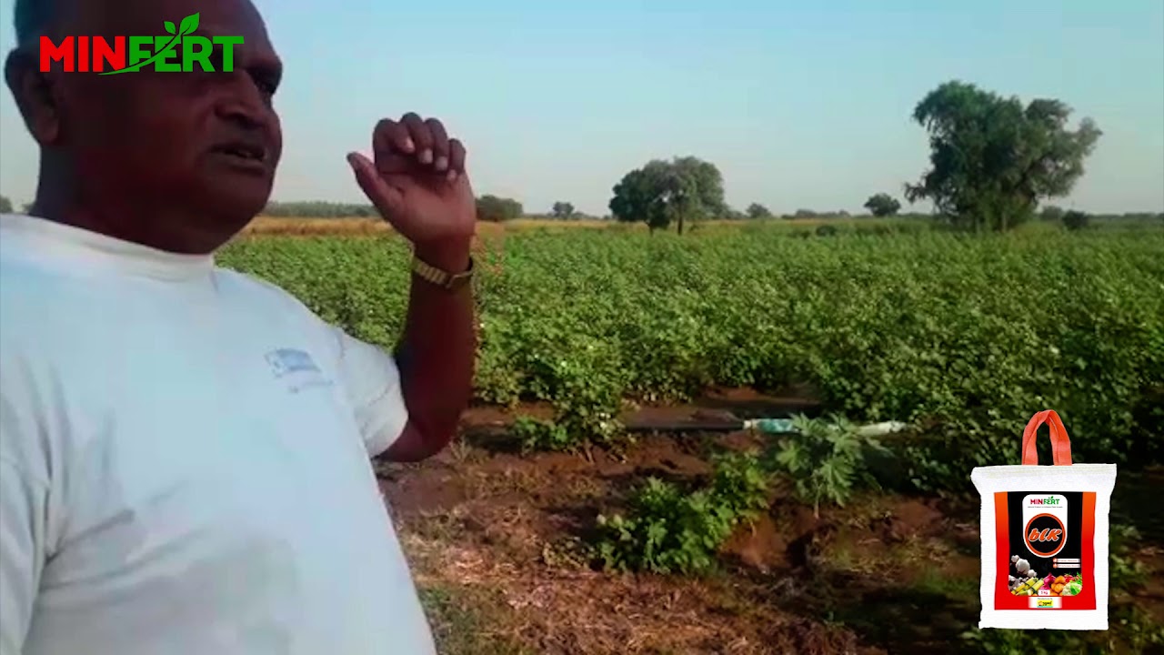 કપાસમાં બીએલકેનો ઉપયોગ કરીને પરિણામો | Best Fertilizer For Cotton Crop