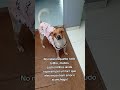 pets precisam de aconchego ♥️ #cachorro #pets #petsfofinhos #cachorrosdivertidos #dogs