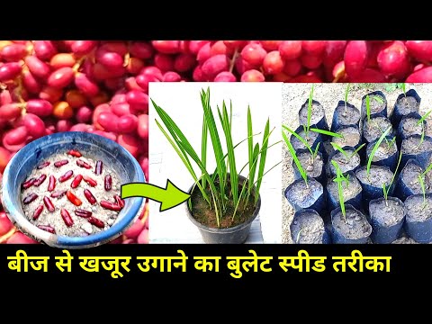 वीडियो: खजूर का पेड़। घर पर बीज से खजूर कैसे उगाएं