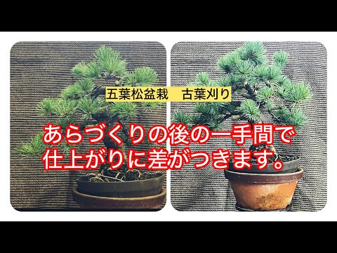 五葉松盆栽 古葉刈り あらづくりの後の一手間。 - YouTube