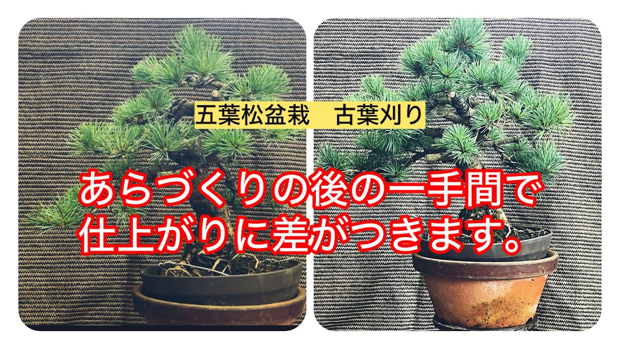 五葉松　盆栽　直接引き取りのみ 五葉松盆栽 古葉刈り あらづくりの後の一手間。 - YouTube