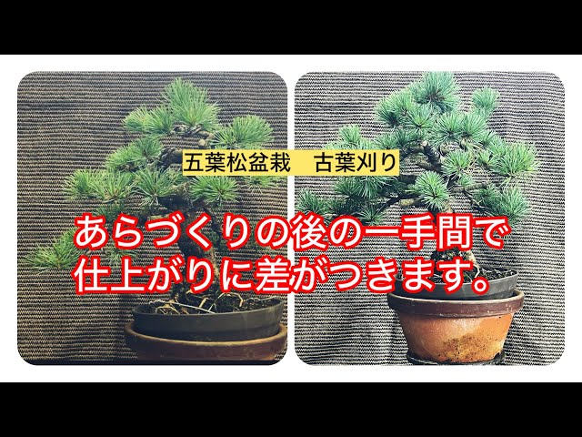 五葉松盆栽 古葉刈り あらづくりの後の一手間。 - YouTube