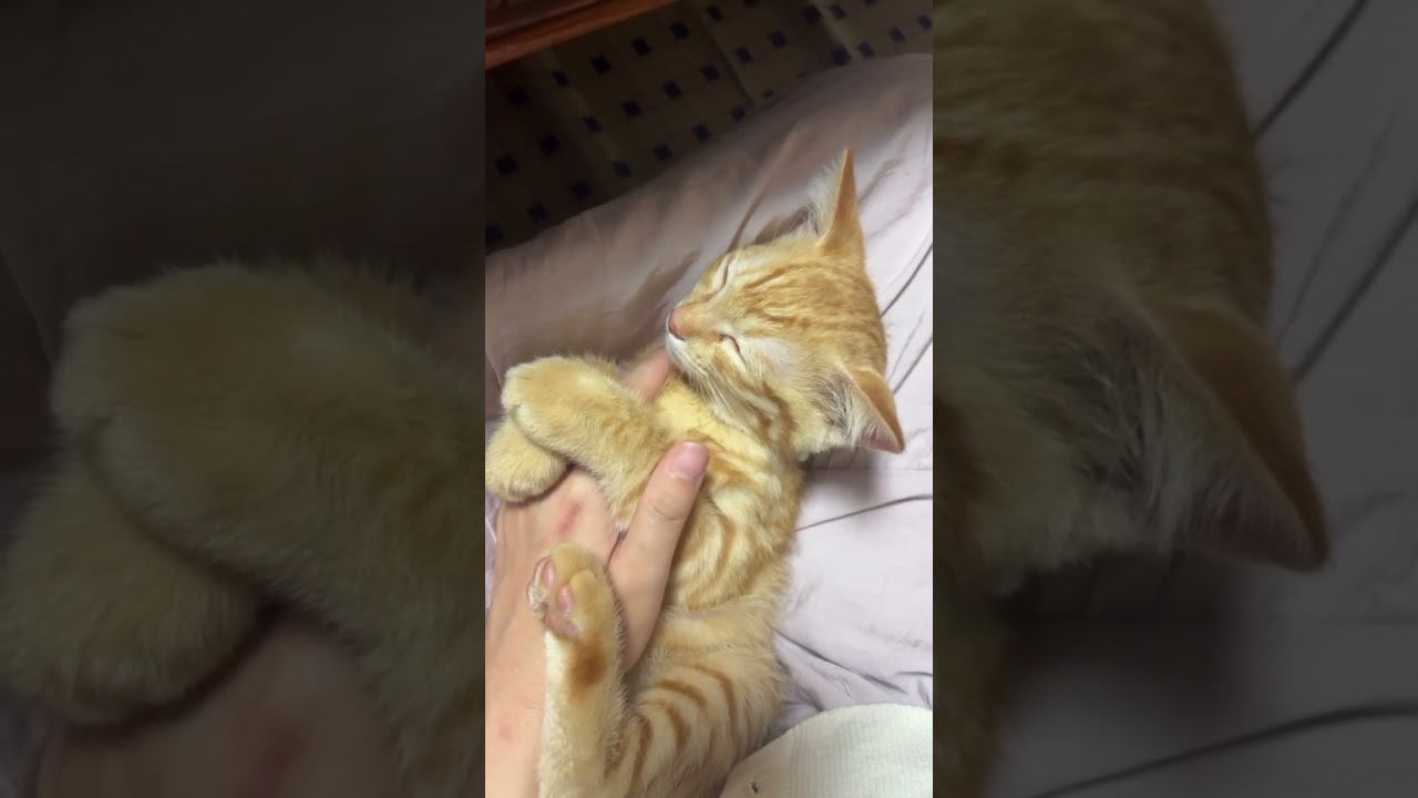 姪っ子の手にしがみつく4ヶ月頃のとら💕 #cat #保護猫 #子ネコ #ねこ