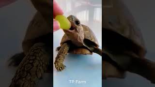 Before & After Animals Growing Up - Amazing Animal Transformation