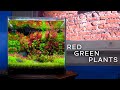 RED &amp; GREEN PLANTS: Make An Aquascape POP!