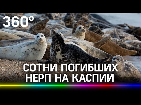 Десятки редких тюленей, занесённых в Красную книгу, обнаружили погибшими на берегу Каспийского моря