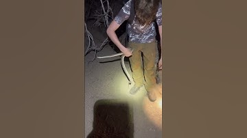 Holding a Sonoran Gopher Snake #snake #holding #herping #desert #arizona