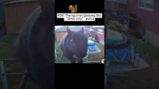 POV: The squirrel ignoring the “birds only” policy  #coolfly #birds #birdfeeder #birds #birding