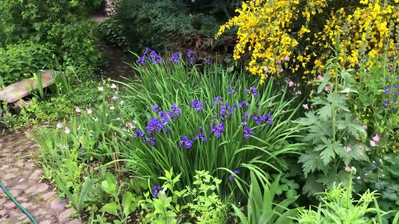 Nasz ukwiecony ogród