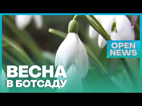 Підсніжники та перші фіалки: у ботсаду Дніпра квітнуть весняні рослини