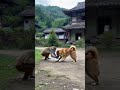 日本猿と柴犬が対決 A Japanese macaque and a Shiba Inu face off #shorts