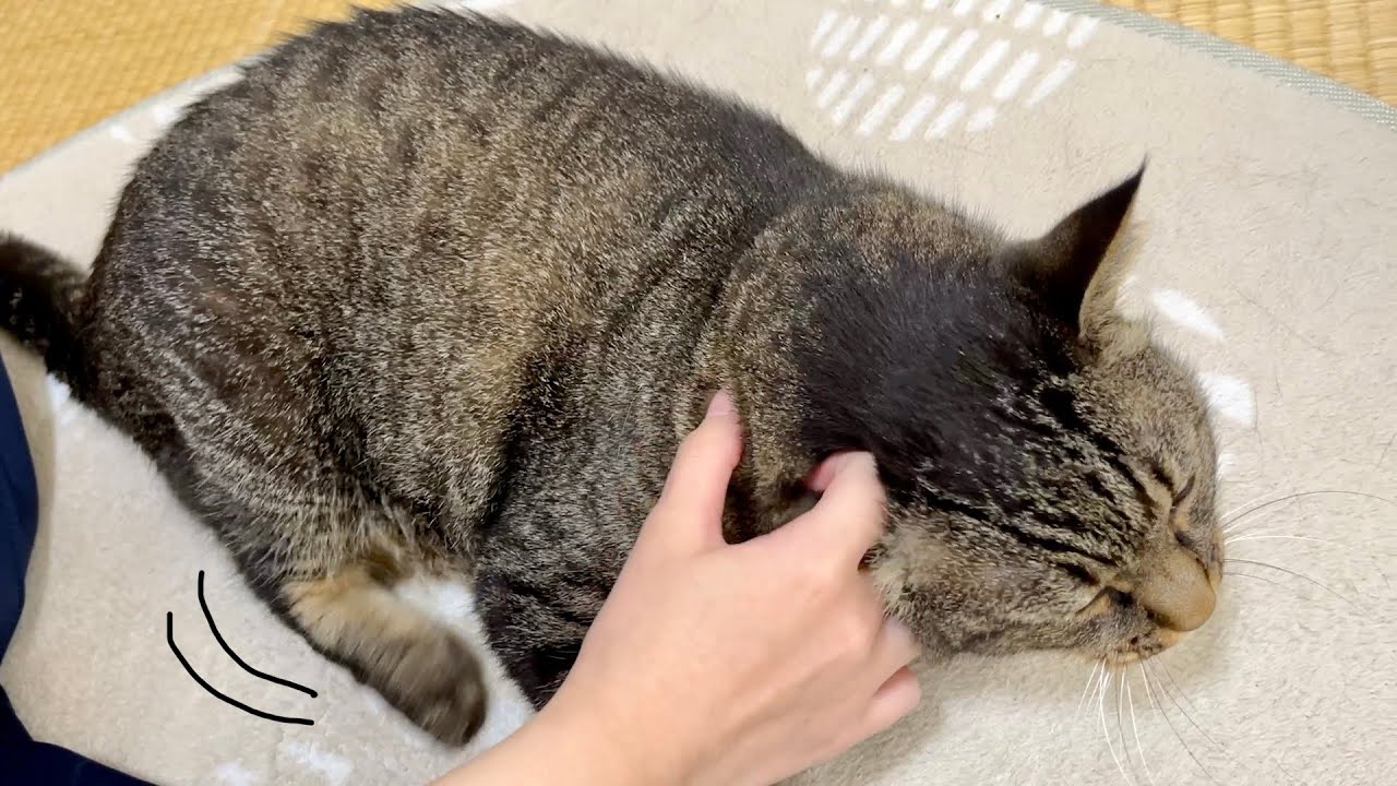 I am a long-legged cat. - YouTube