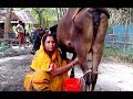 Beautiful village woman milking a cow cow milking by hand channel 96