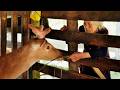 Peaceful Deer Farm Life: Farm Work, Village Market and Sunset Swimming