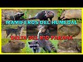 Animales Mamiferos del Delta del Rio Parana | Fauna de Los Humedales | Especies en Peligro
