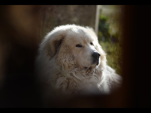 Video: Neposlušné Chování U Psů